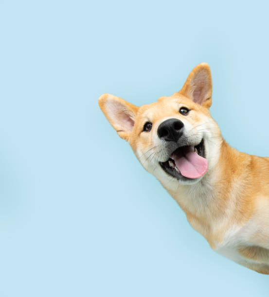 Better Care For The Dogs We Love